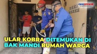Ngeri, Ular Kobra Sepanjang 1,5 Meter Ditemukan di Bak Mandi Rumah Warga di Pekanbaru Riau
