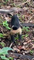 Mischief Monkey Mayhem: Funny Monkey Moments Caught on Camera!"