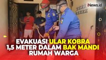 Ular Kobra Sepanjang 1,5 Meter Muncul Dalam Bak Mandi Rumah Warga di Pekanbaru Riau