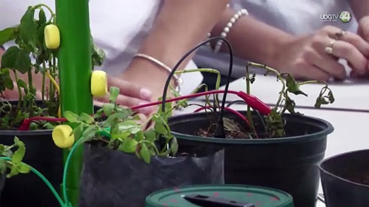 Transformar la energía de las plantas en electricidad: un proyecto de estudiantes en Guadalajara