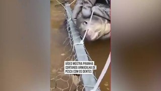 Estrela: vídeo mostra Piranha cortando lacres de armadilha com os dentes