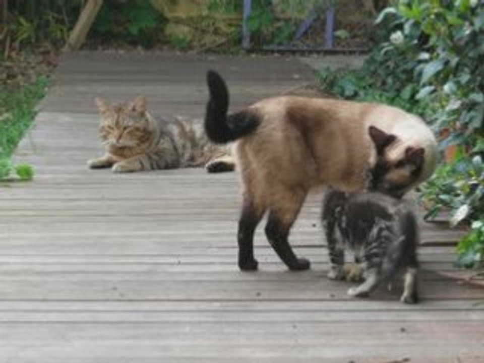 Chatons rencontre Papa