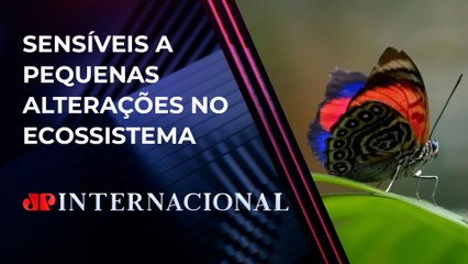 Borboletas são usadas para medir mudanças climáticas | JP INTERNACIONAL
