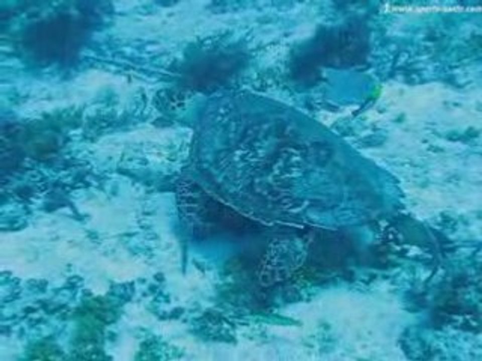 Video de tortue en plongée sous-marine au Mexique