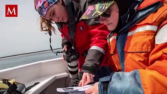Descubren posible guardería de tiburones en Islas Galápagos