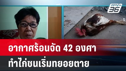 อากาศร้อนจัด 42 องศา ทำไก่ชนเริ่มทยอยตาย | เที่ยงทันข่าว | 4 พ.ค.67