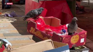 Toulon : les habitants envahis par les pigeons