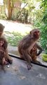 Monkey,  Monkey Video, Animal's Shorts Video, Wildlife Animals #Monkeyshorts#Shorts#Funnyanimals