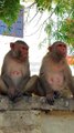 Monkey Shorts Video, Shorts Video, Animals Reels Video #Shorts#Animals#Wildanimals