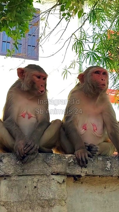 Monkey Shorts Video, Shorts Video, Animals Reels Video #Shorts#Animals#Wildanimals