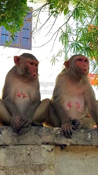 Monkey Shorts Video, Shorts Video, Animals Reels Video #Shorts#Animals#Wildanimals