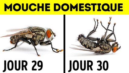14 Faits Surprenants sur les Animaux qui vous Etonneront
