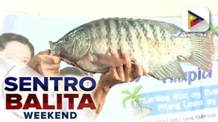 Mahigit 100 kilos ng Tilapia, bumida sa Tilapia Festival sa San Pablo, Laguna
