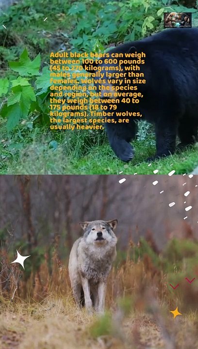 Black Bear VS Wolf