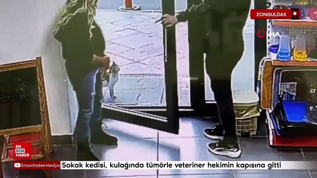 Zonguldak'ta sokak kedisi, kulağında tümörle veteriner hekimin kapısına gitti