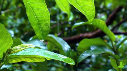 30 Minutes relaxing Relaxing Sleep Music • Inspiring Music, Meditation Music (Giungle vibes)