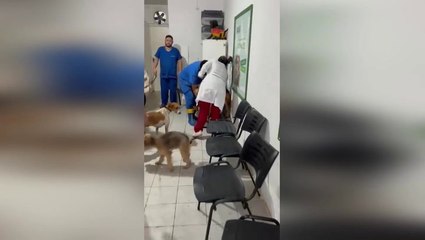 Watch: Hundreds of dogs saved from Brazil’s ‘worst floods in 80 years’