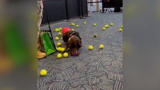 Airport’s explosive detection dog showered with tennis balls at retirement