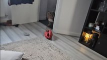 Bulldog belts out his beloved tune in an adorable display of canine music appreciation