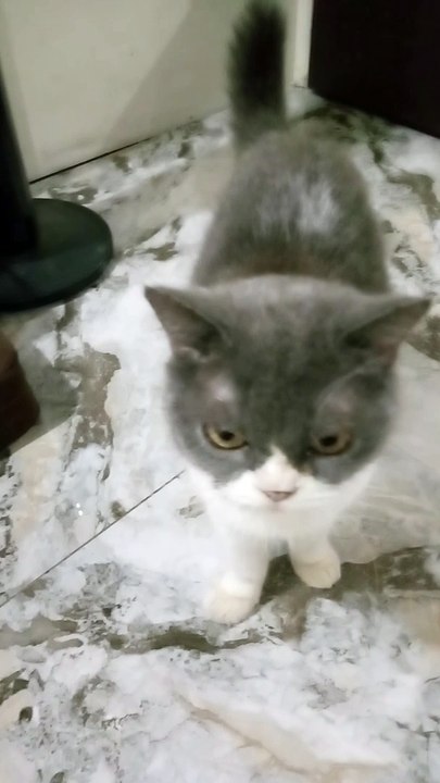 Silent cat 5