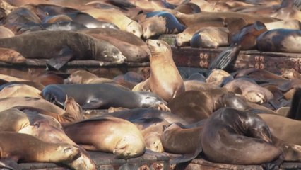 美 샌프란 부두 점령한 바다사자..."멸치떼 따라 천여 마리 몰려" / YTN
