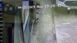 Veterinerin kapısına gelen sahipsiz hasta kedi tedaviye alındı