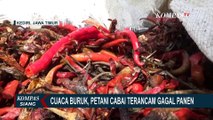 Imbas Cuaca Buruk, Petani Cabai di Kediri Terancam Gagal Panen