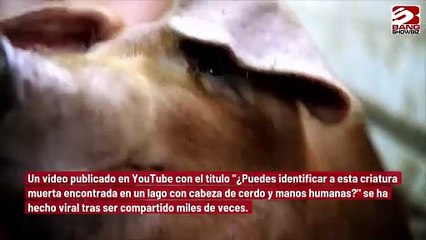 Descubren en un lago un cerdo con rasgos humanos