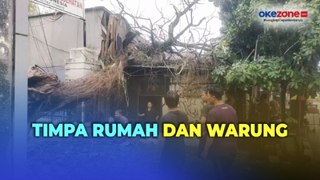 Hujan Deras Disertai Angin Kencang, Pohon Beringin Raksasa Tumbang di Bandung