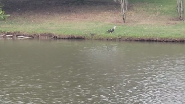 Feathered family reunited: Worried parents find their way back to their lost ducklings