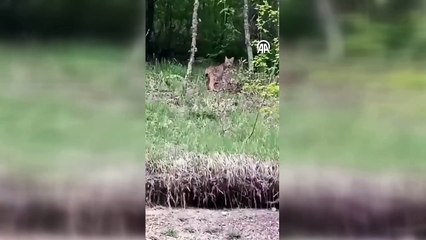 Nesli tükenmek üzere, gündüz vakti Karabük'te görüldü!