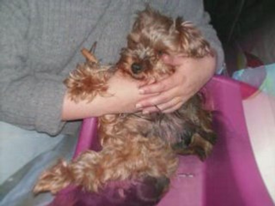 Voici se que devien Bobo ses petit et athena