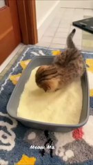 Cats Being Cats #funnycats #laughoutloud  #catvideos