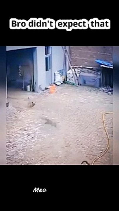 Cats and Dogs War _ #catanddog #funnycats #viral