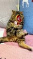 Cats Being Cats #funnycats #laughoutloud  #catvideos-1