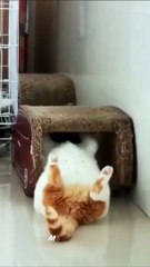 Cats Being Derps #funnycats  #catcomedy
