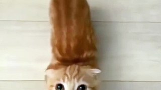 Cats Doing Funny and Cute Things  #funnyanimals #cutecats #funny