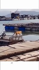 Circus Cat! _  #funnycats #catfails #laughoutloud #catcomedy