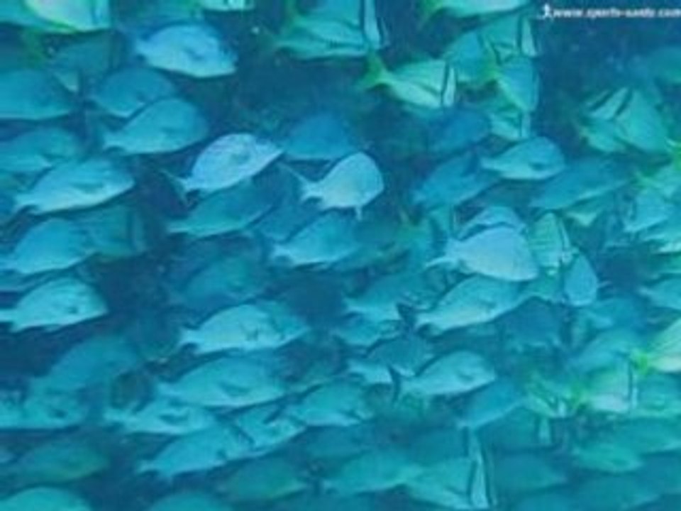 Poissons en masse en plongée sous marine à Playa delCarmen