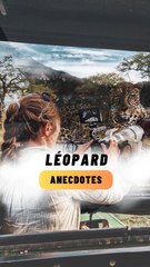 Anecdotes sur les Léopards Mâles et Femelles 🐆