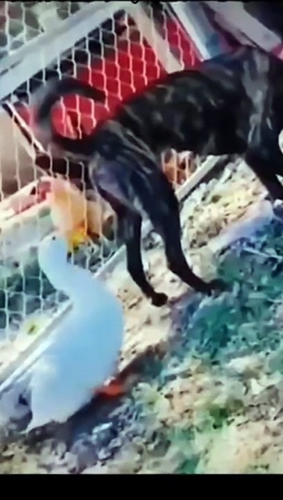 الضحك حتى الموت