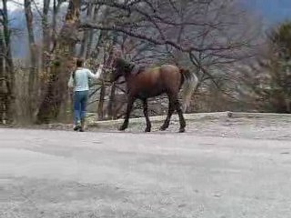 ravageur trot en main (calme!!!!! wahou!)