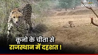 Rajasthan News: कूनो के चीता की राजस्थान में दहशत ! दो दिन से अफसर कर रहे यह काम