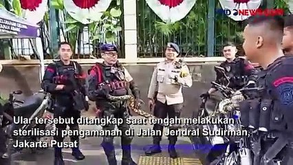Pasukan Brimob Tangkap Ular Sanca Empat Meter saat Sterilisasi Pengamanan di Jalan Jendral Sudirmana