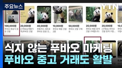 "푸바오는 여전히 우리 곁에?"...식지 않는 '푸바오 마케팅' / YTN