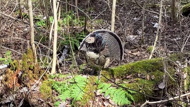 Ruffed Grouse
