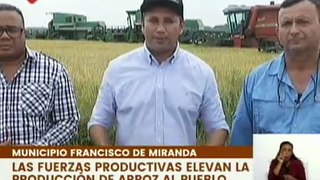 Productores del estado Guárico inician cosecha de arroz para beneficio del pueblo venezolano