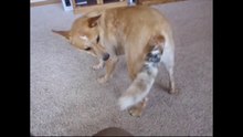 Cat vs Dog_ Epic Tail Chaser