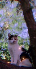 Purrfect Pals: Cats Being Their Cute and Quirky Selves"