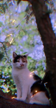 Purrfect Pals: Cats Being Their Cute and Quirky Selves